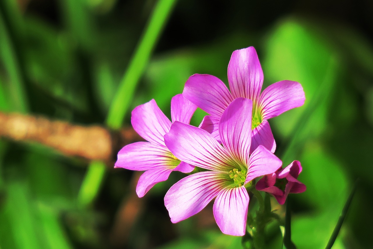 nature plant flower free photo