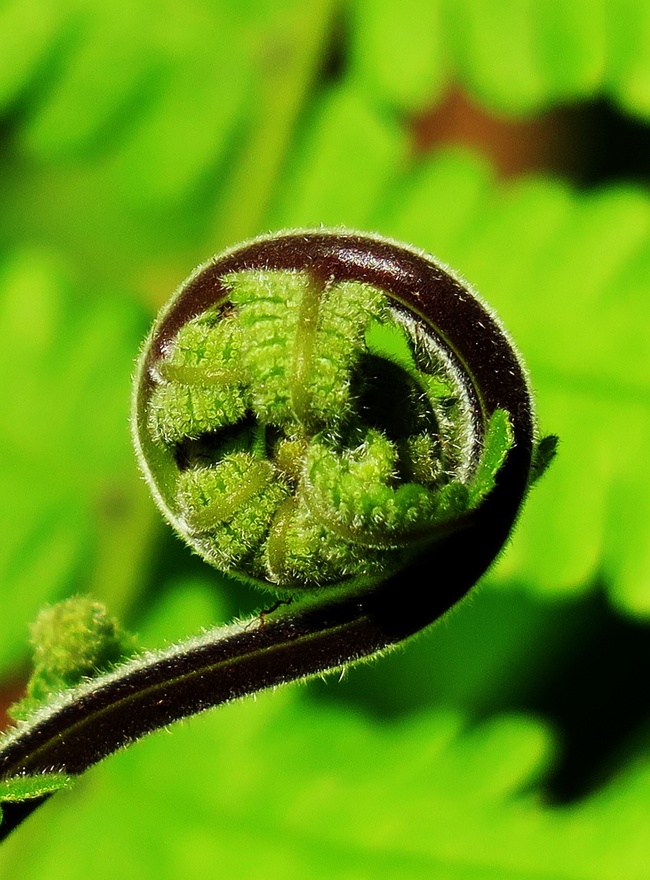 nature leaf plant free photo