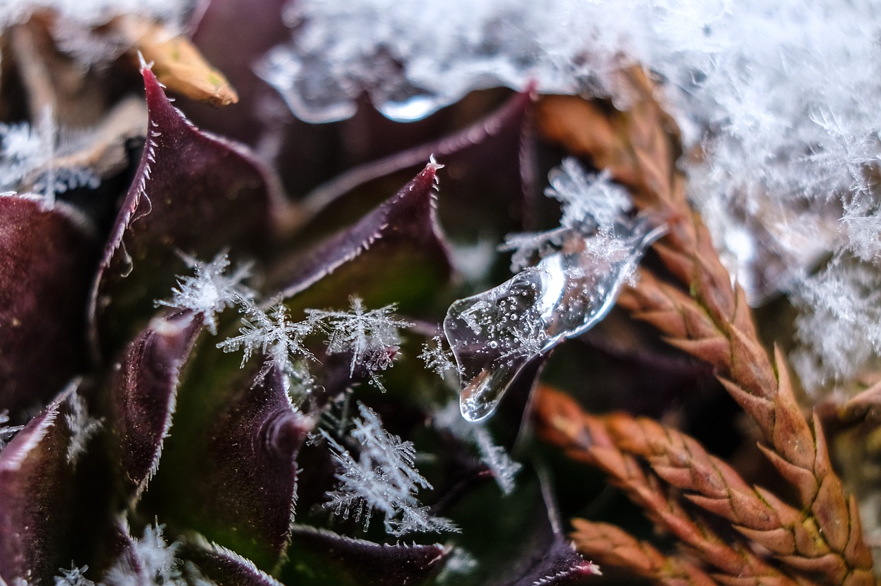 nature frost winter free photo