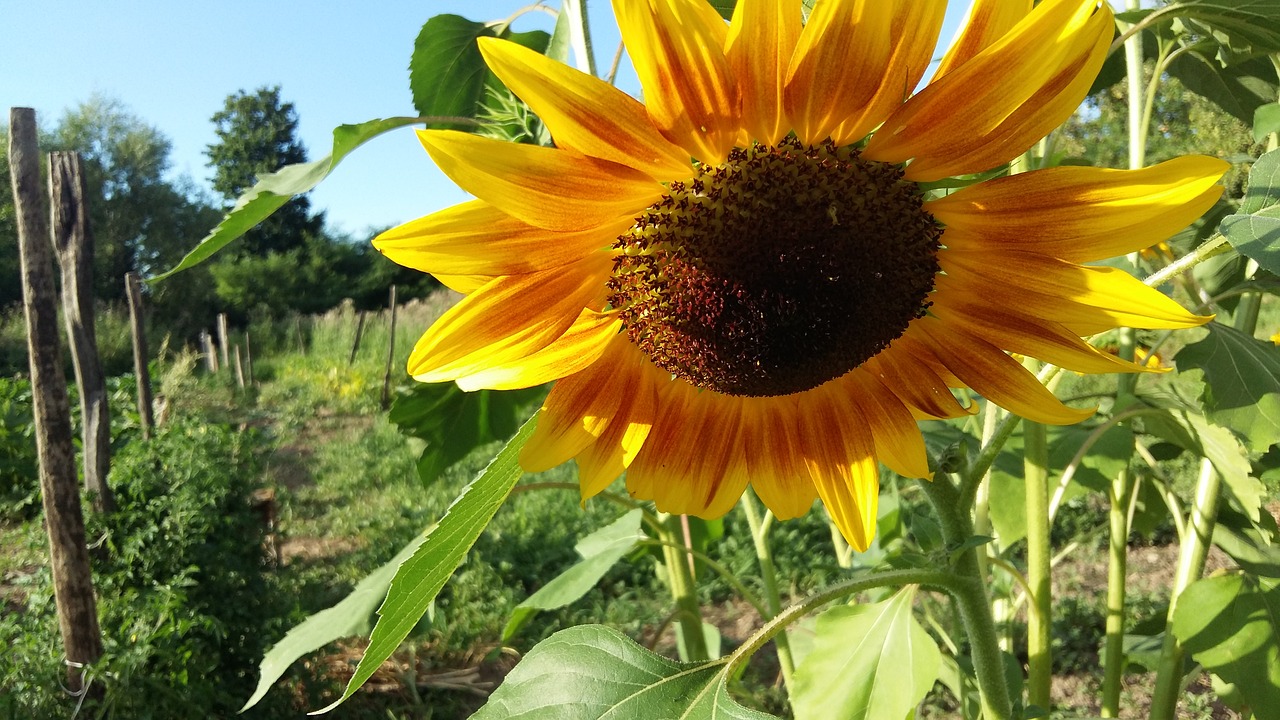 nature plant summer free photo