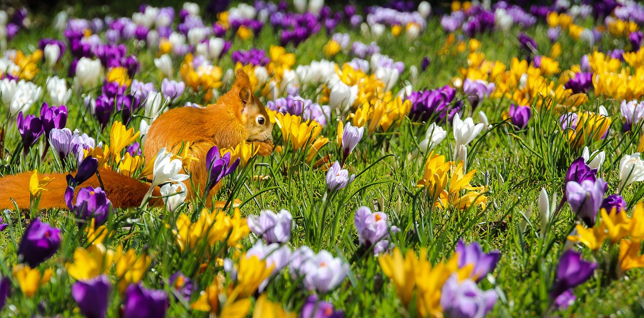 nature flowers crocus free photo