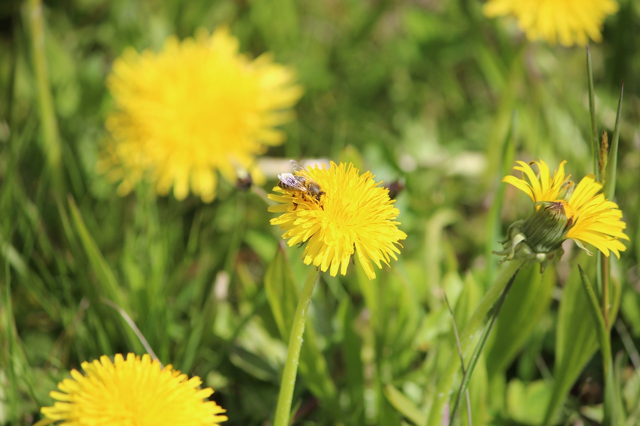 nature plant flower free photo