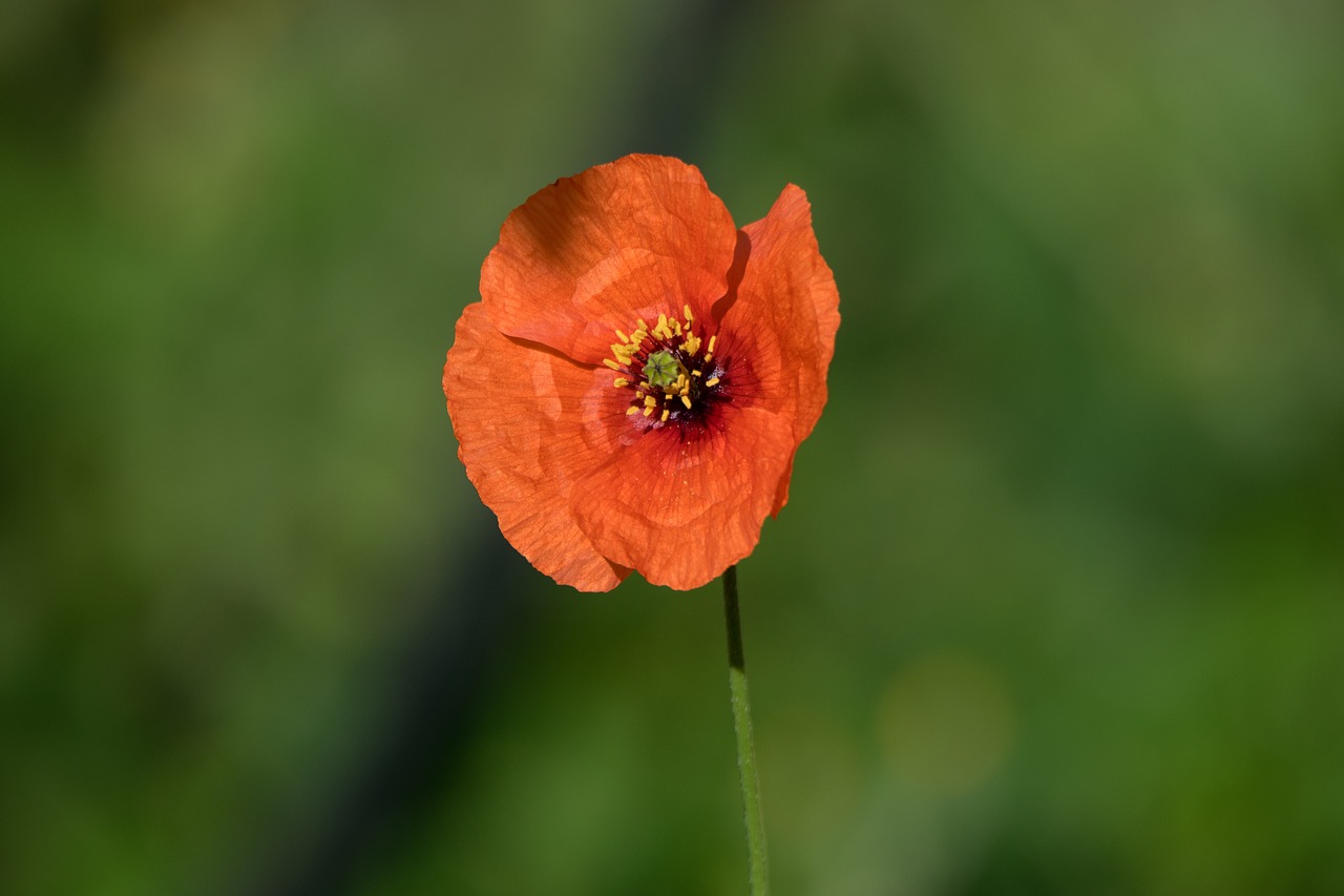 nature flower open air free photo