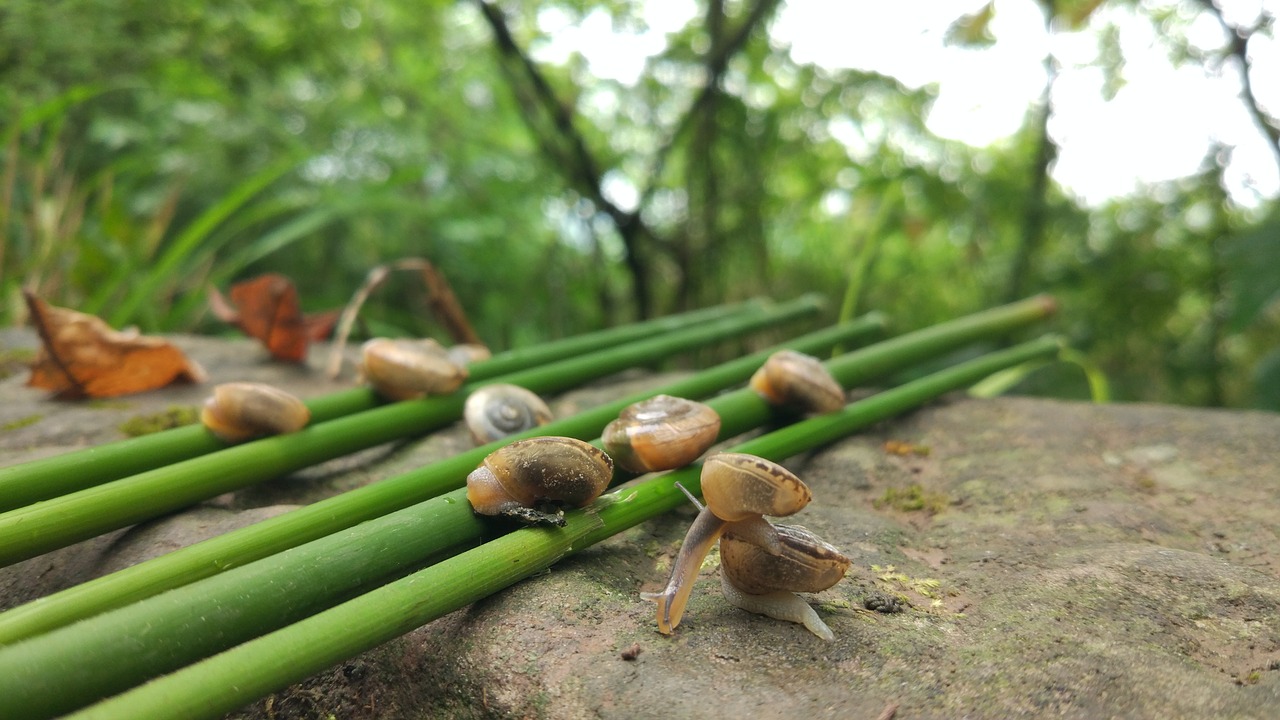 nature food leaf free photo