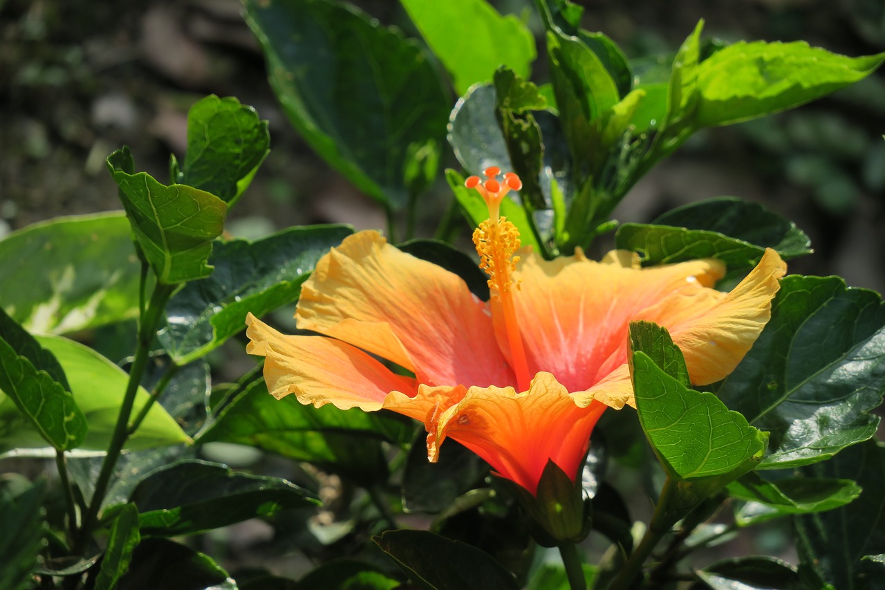 nature leaf plant free photo