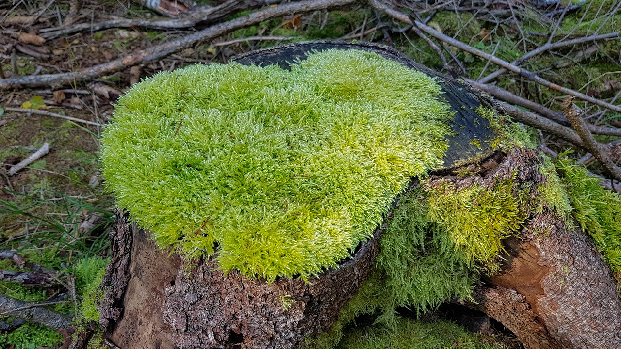 nature grown moss heart moss free photo
