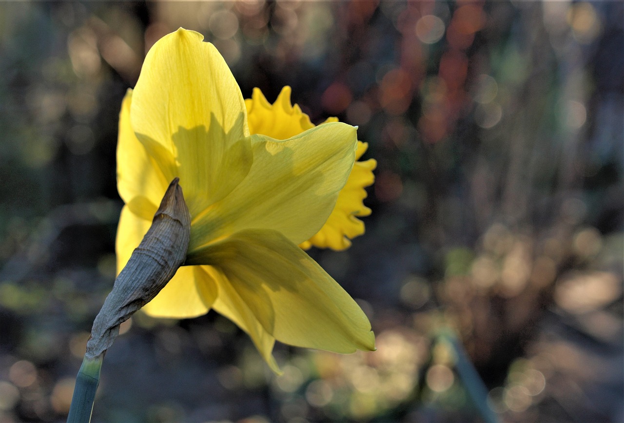 nature flower flora free photo