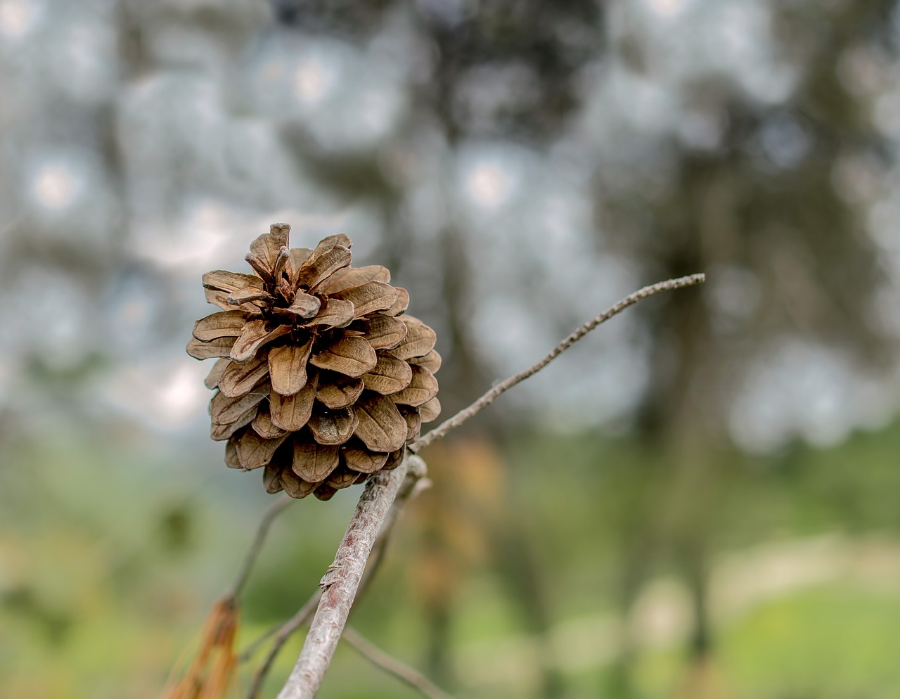 nature outdoors flora free photo