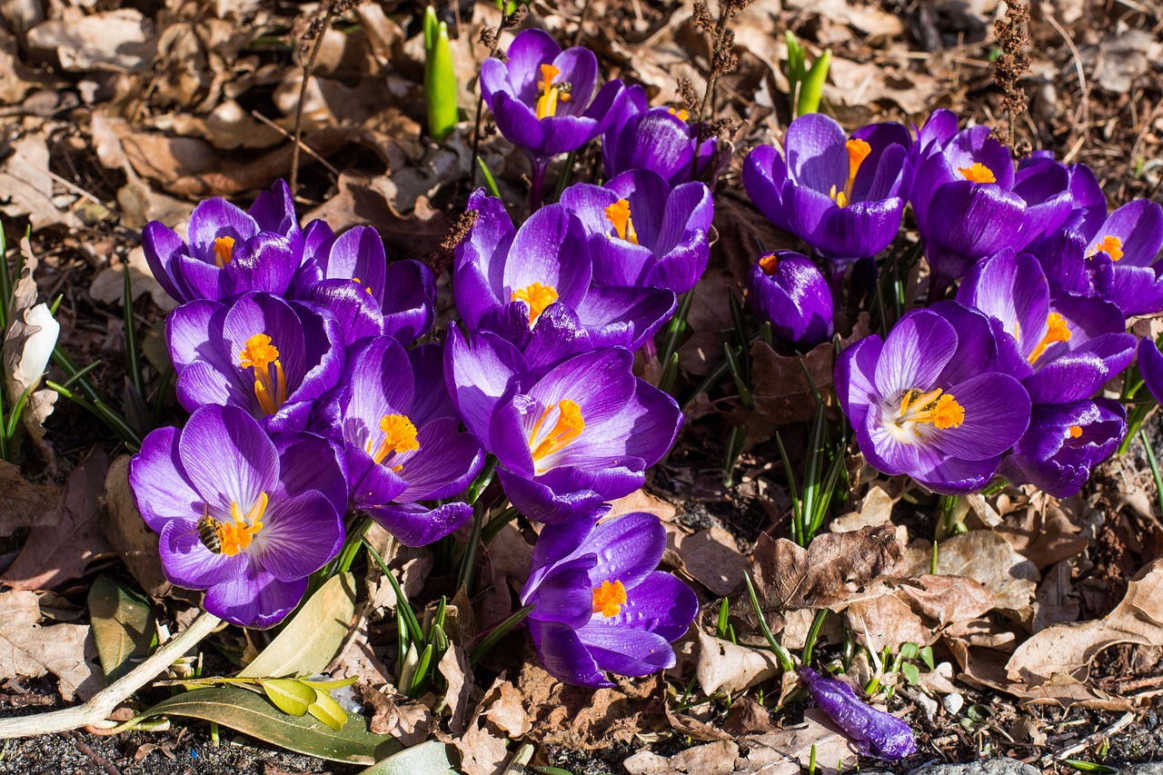 nature flower plant free photo