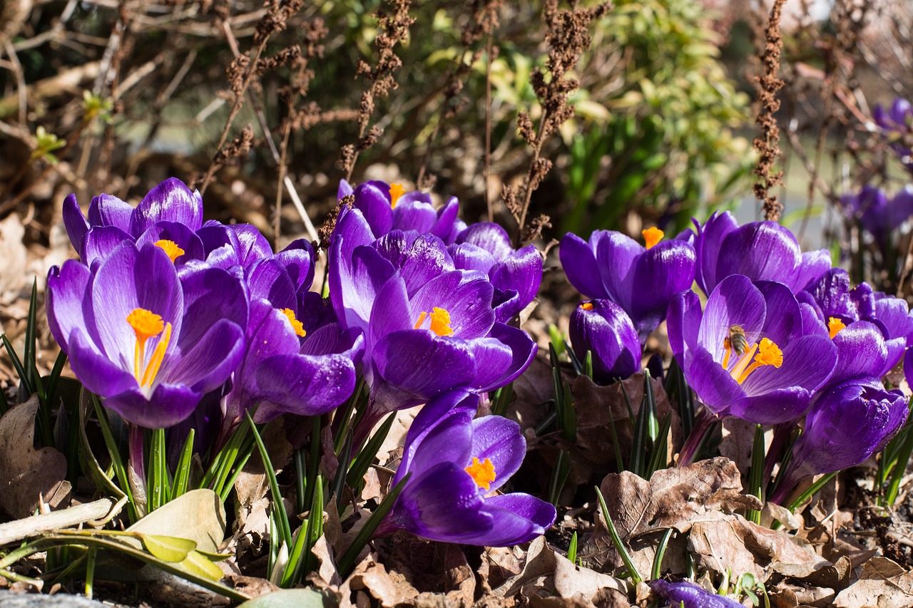 nature flower plant free photo