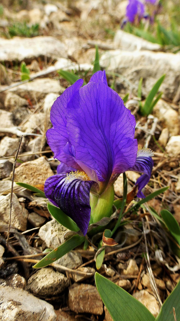 nature plant flower free photo