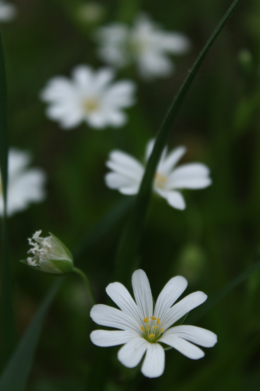 nature plant flower free photo