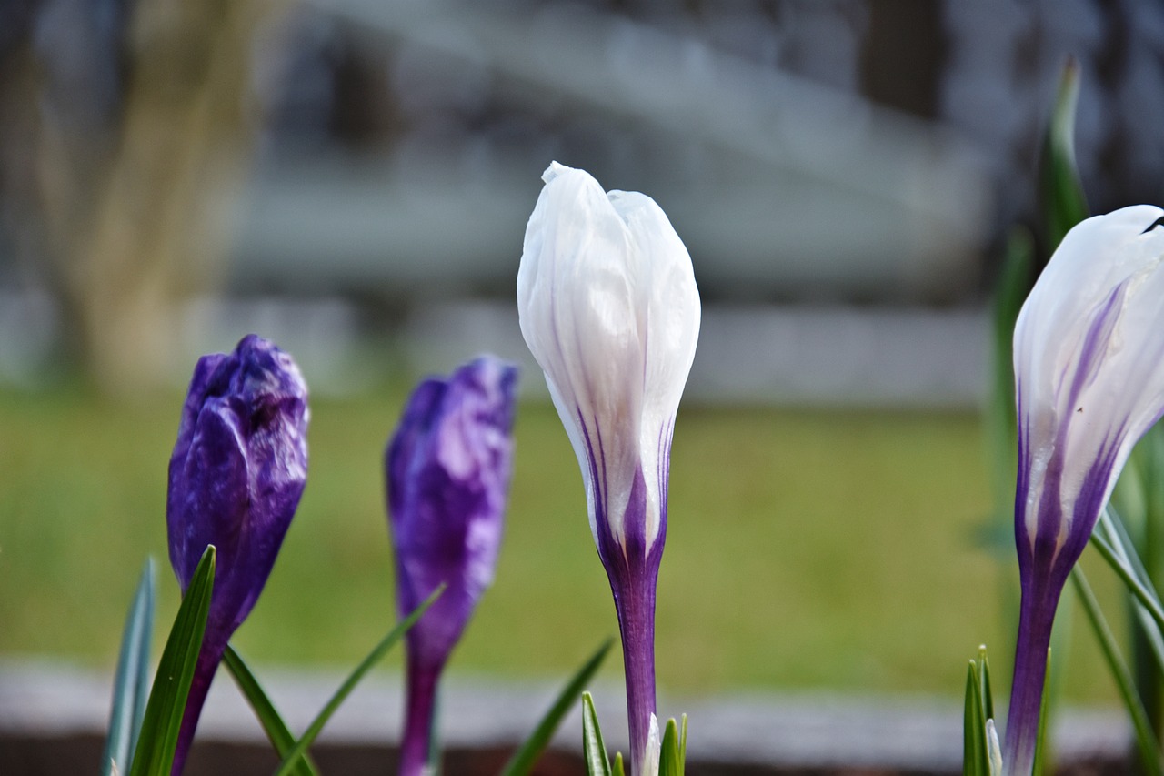 nature flower plant free photo