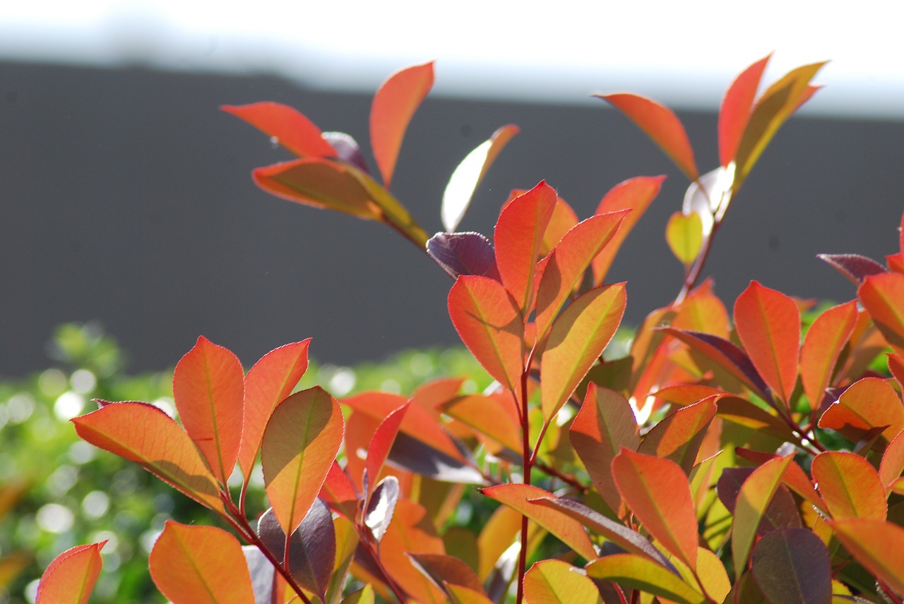 nature leaf plant free photo