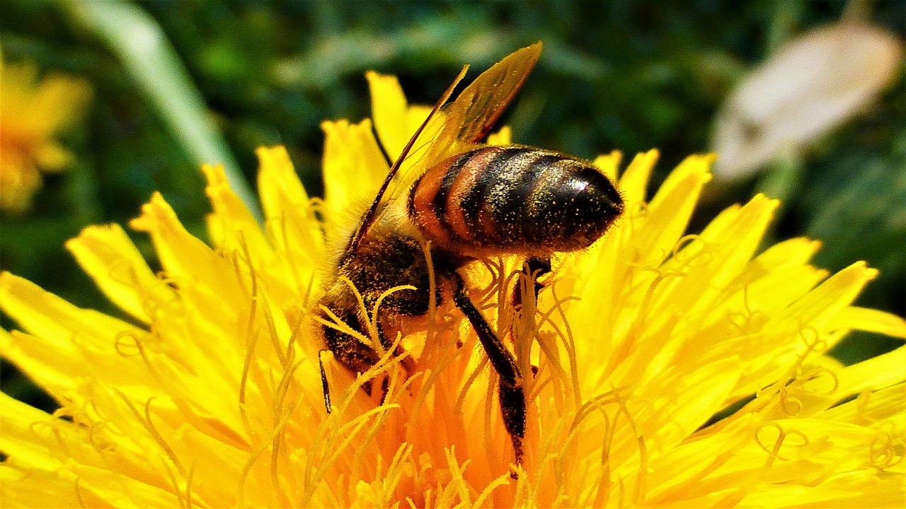 nature insect flower free photo