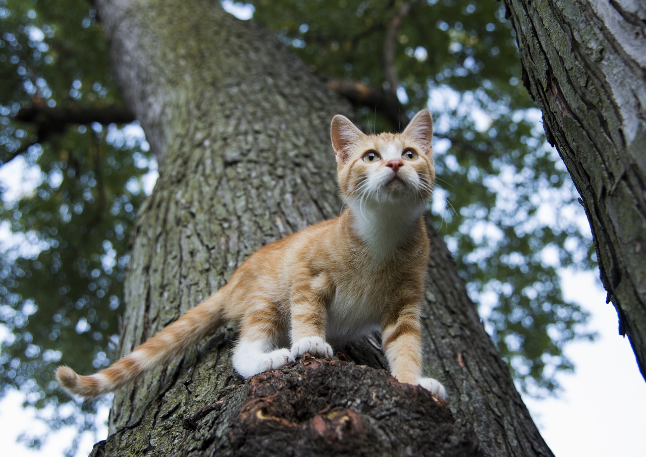 nature animal tree free photo