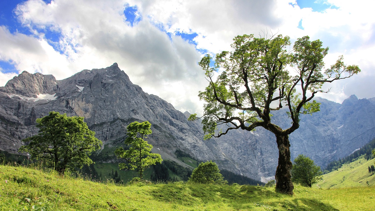 nature tree landscape free photo