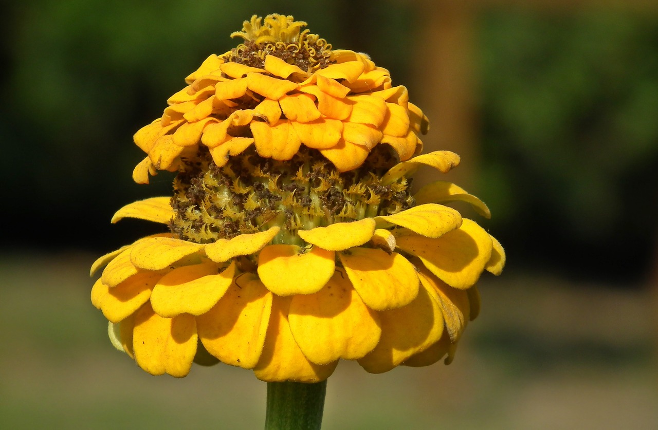 nature flower zinnia free photo