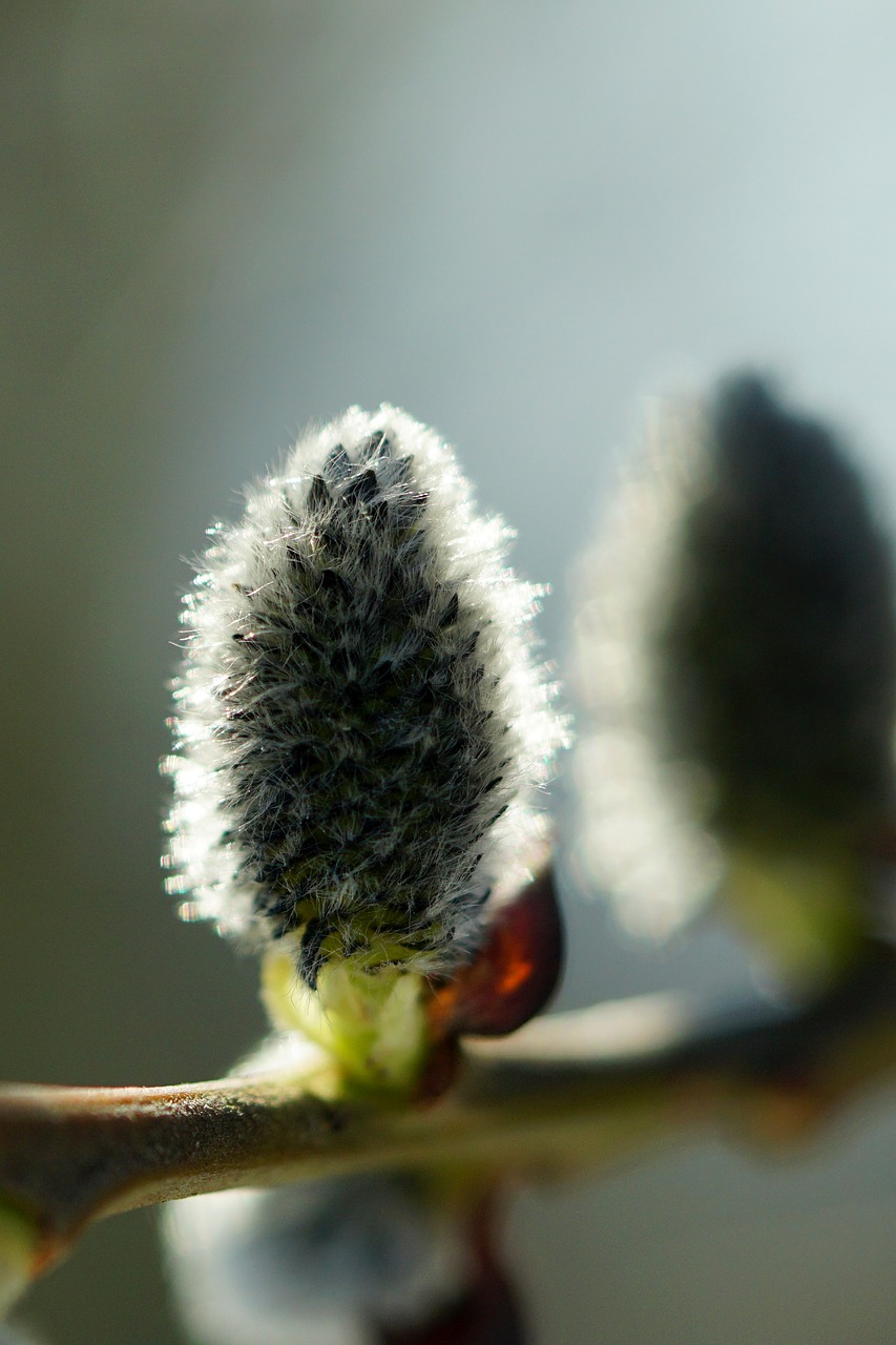 nature plant palm kitten free photo