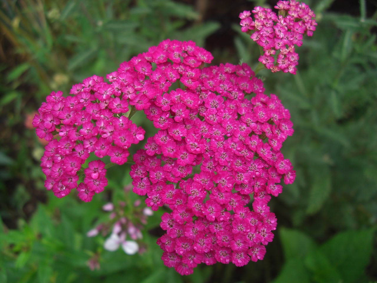 nature plant flower free photo