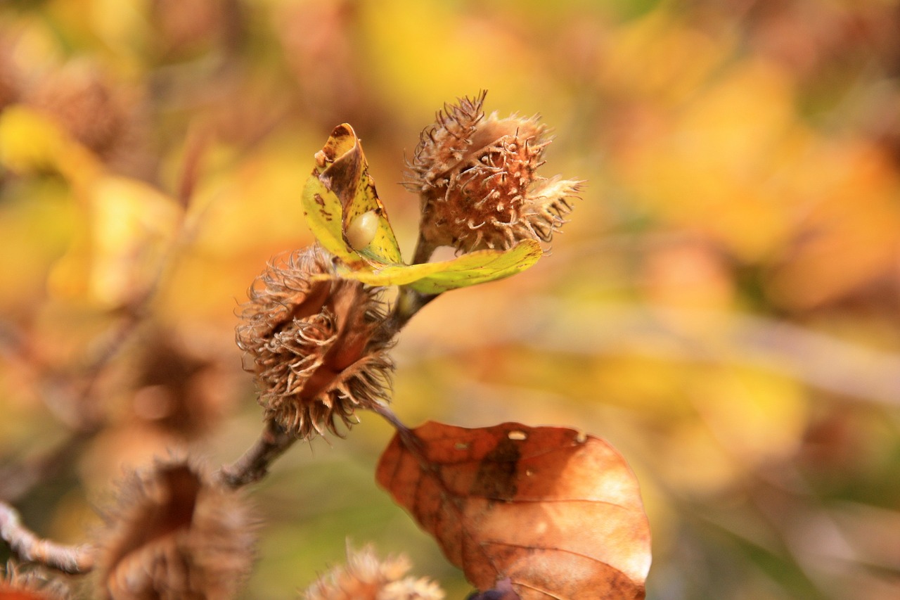 nature leaf plant free photo