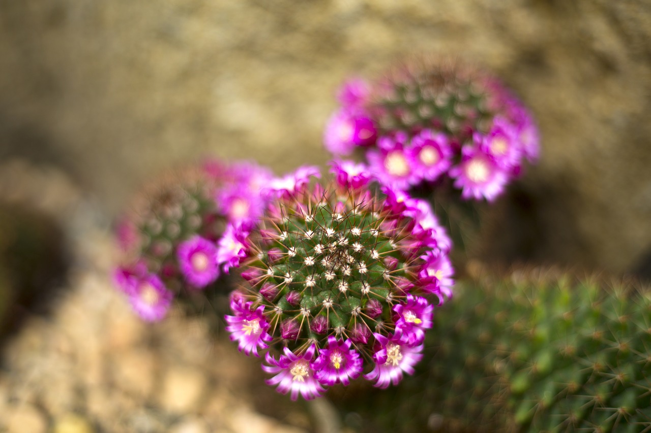 nature cactus plant free photo