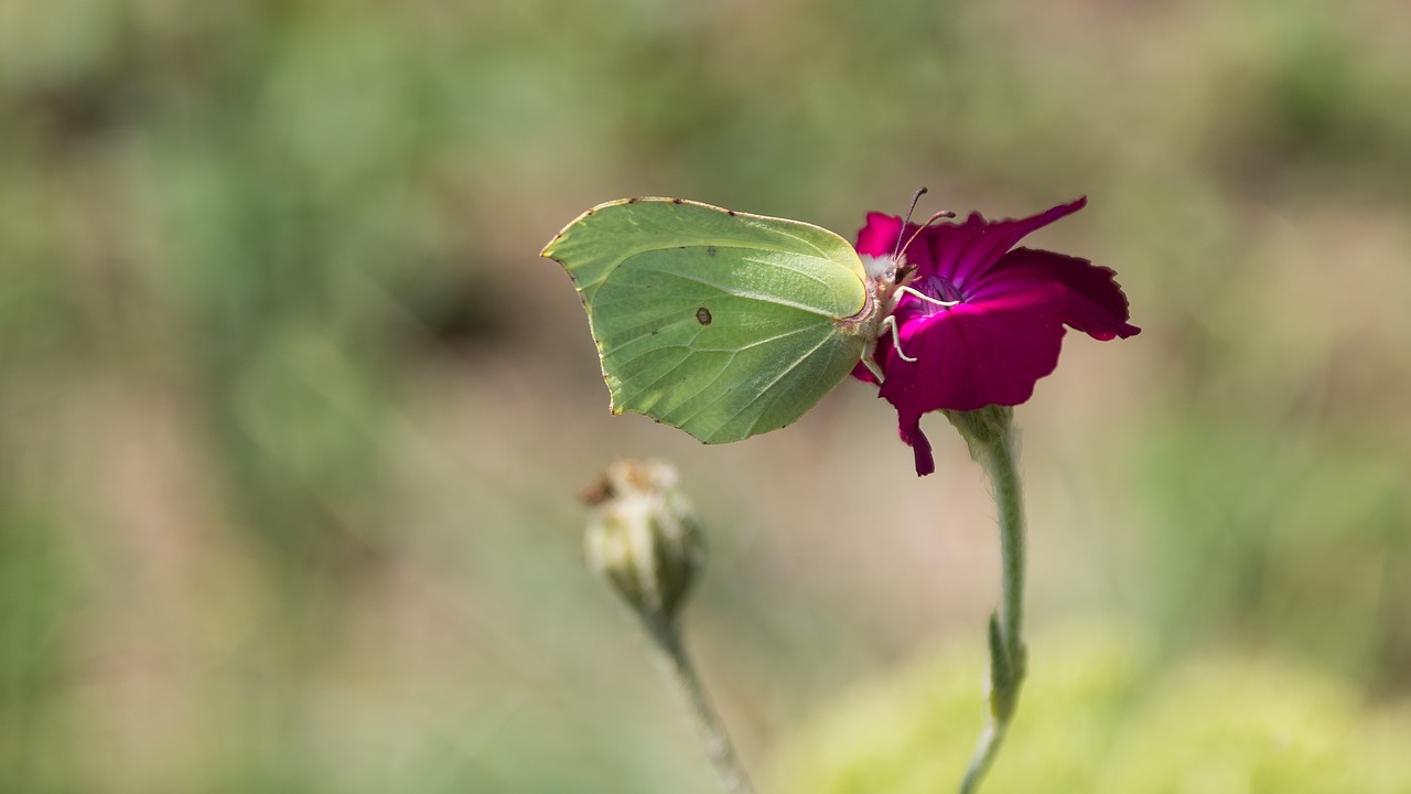 nature flower at the court of free photo