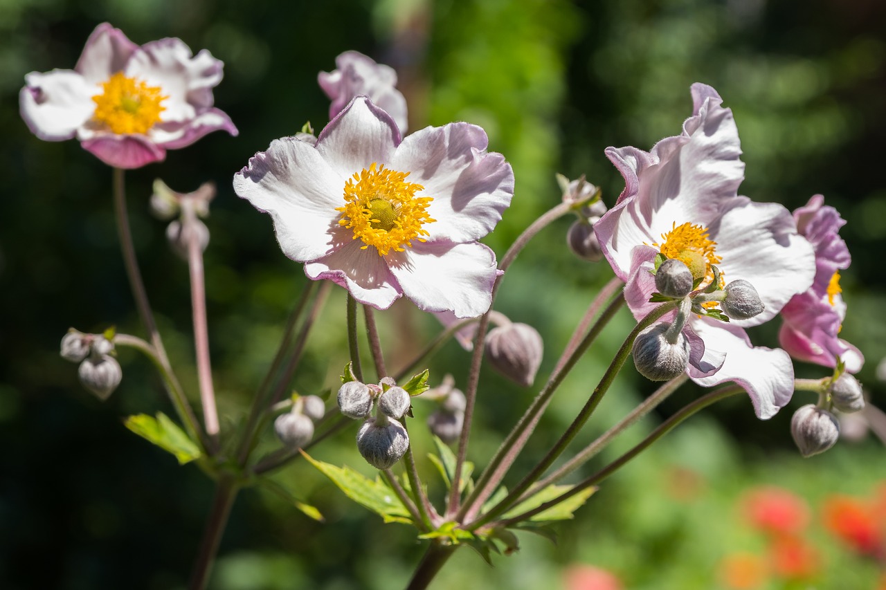 nature flower plant free photo