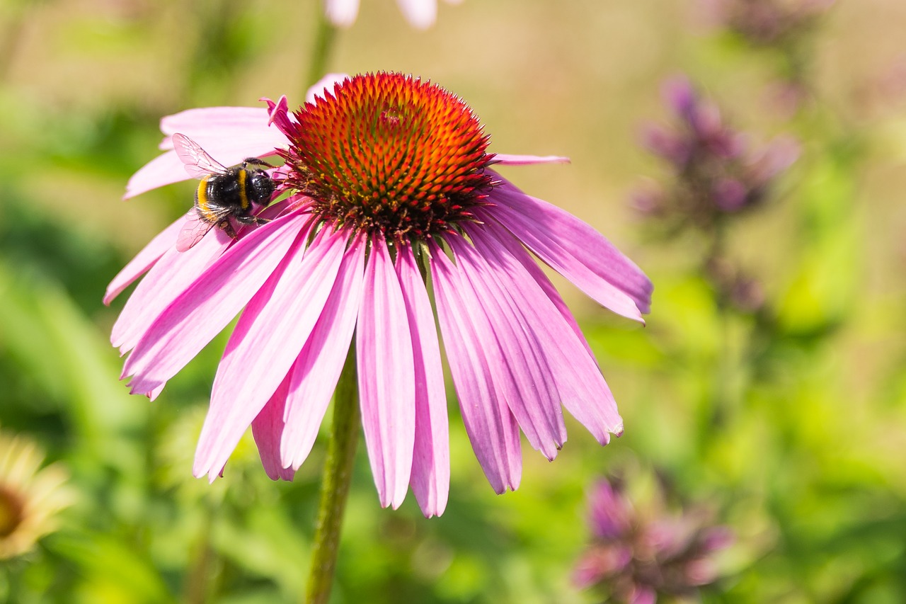 nature flower summer free photo