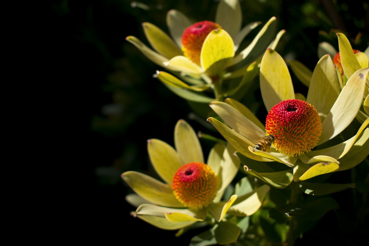 nature flower leaf free photo