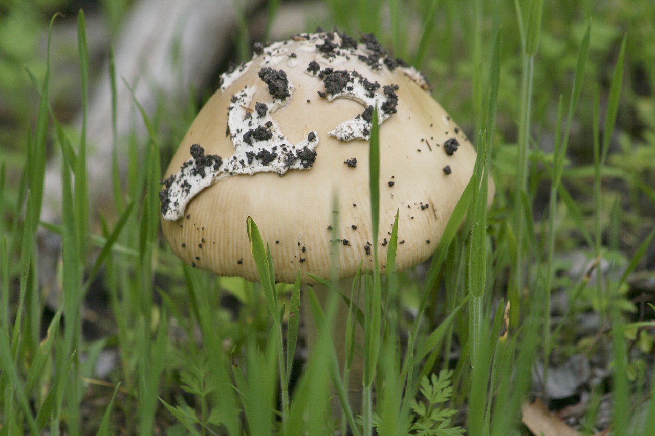 nature grass food free photo