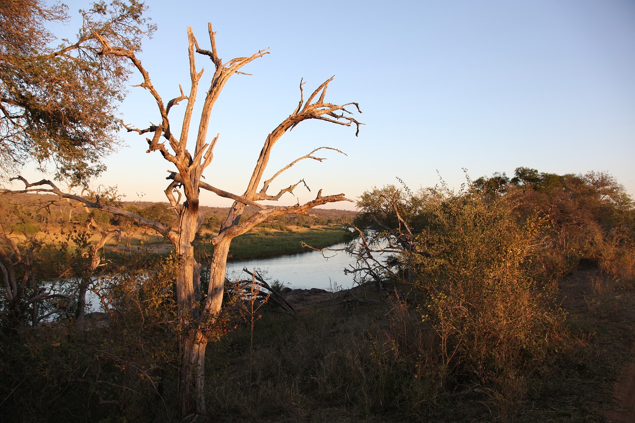 nature tree landscape free photo