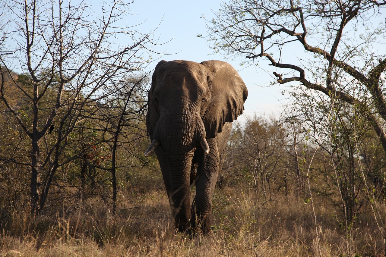 nature tree mammal free photo