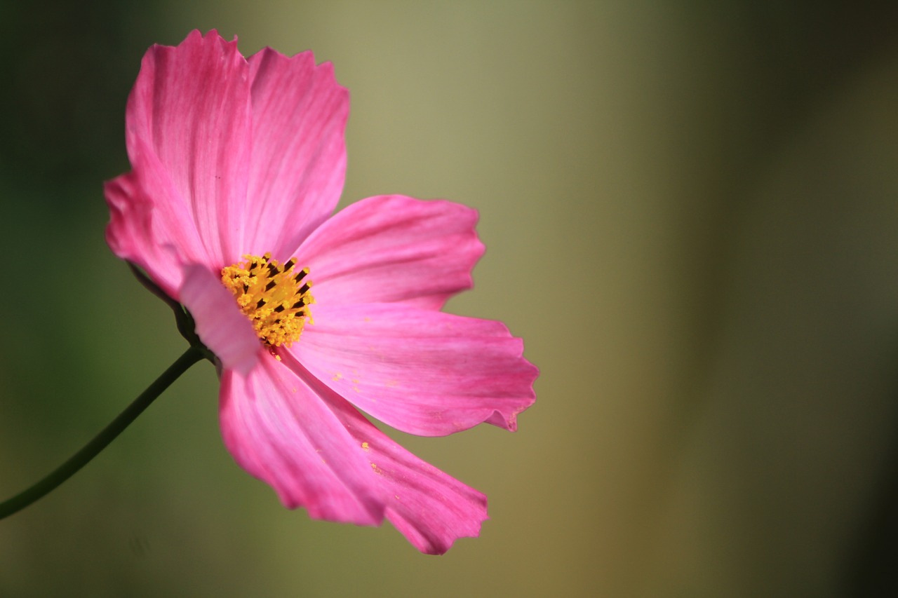 nature flower flora free photo