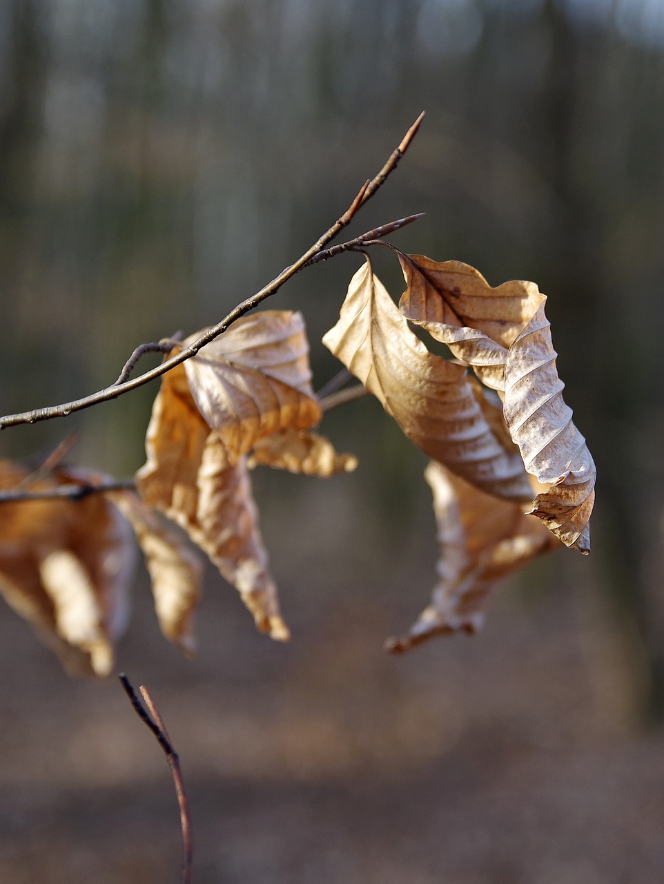 nature leaf tree free photo