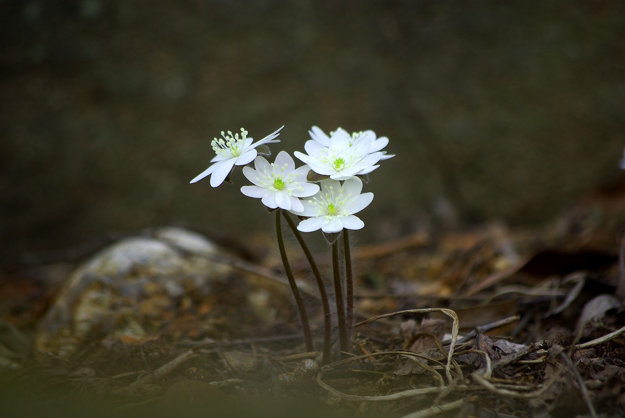 nature flowers outdoors free photo