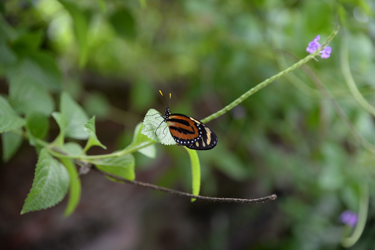 nature insect leaf free photo