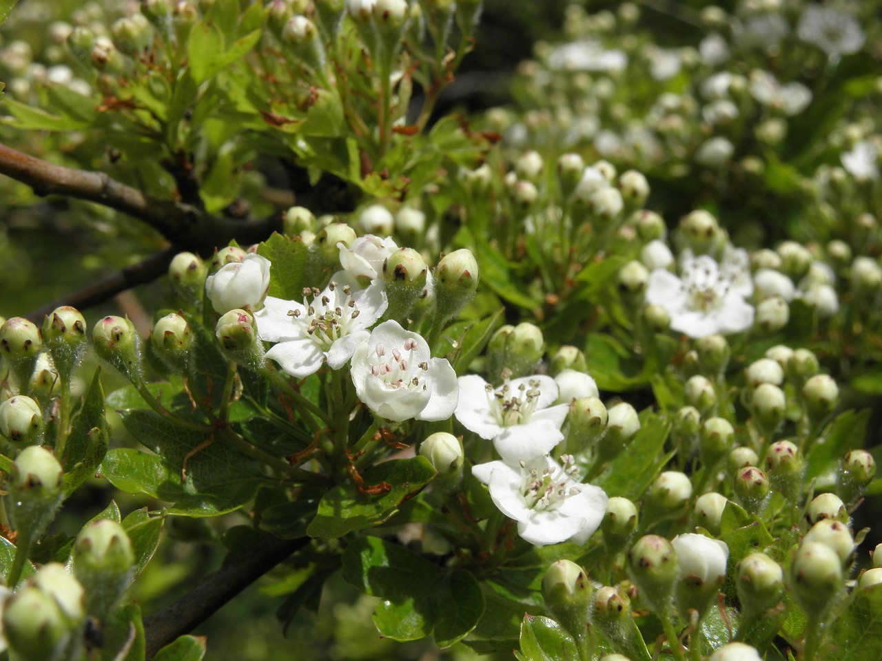 nature flora tree free photo