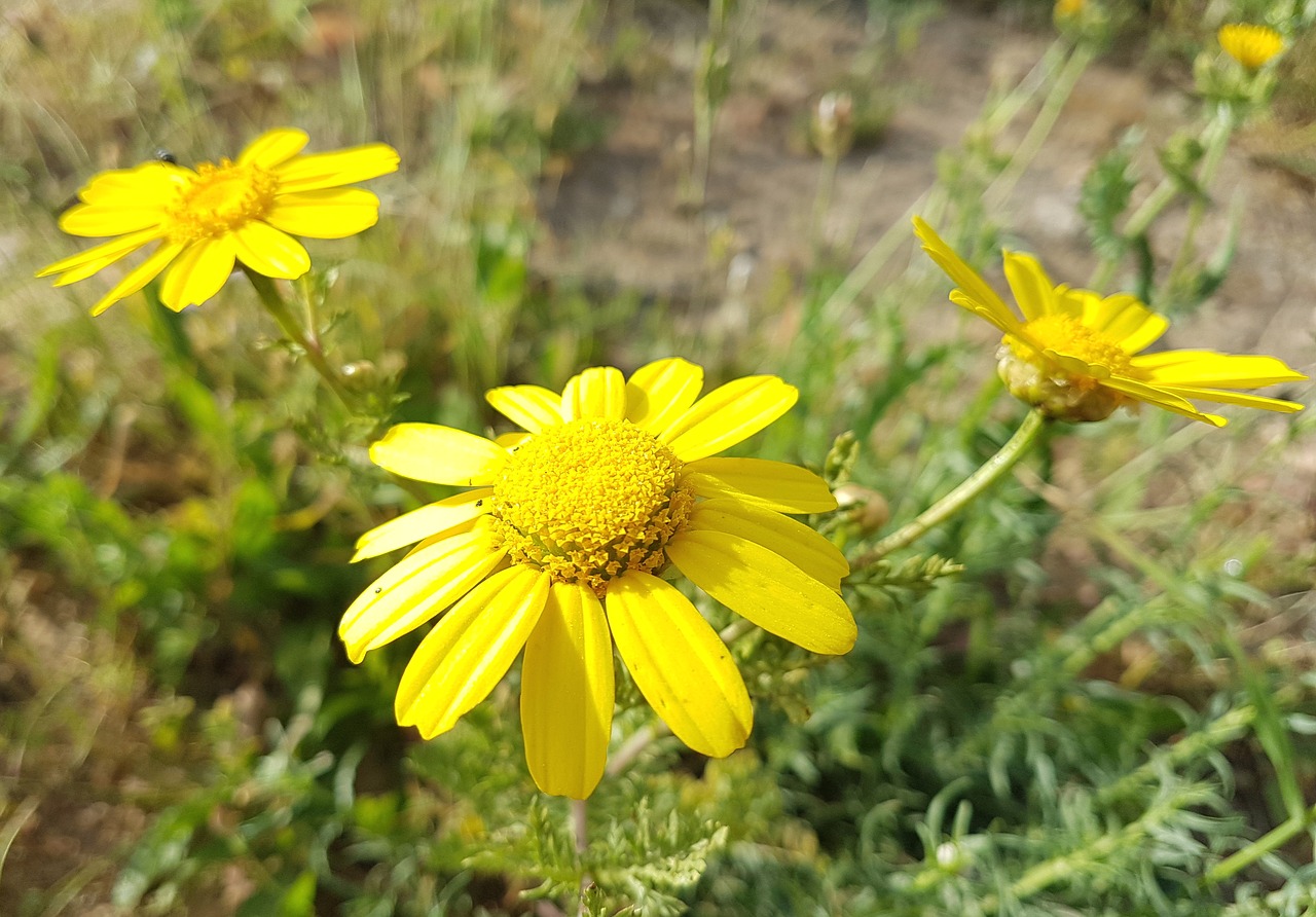 nature flora flower free photo