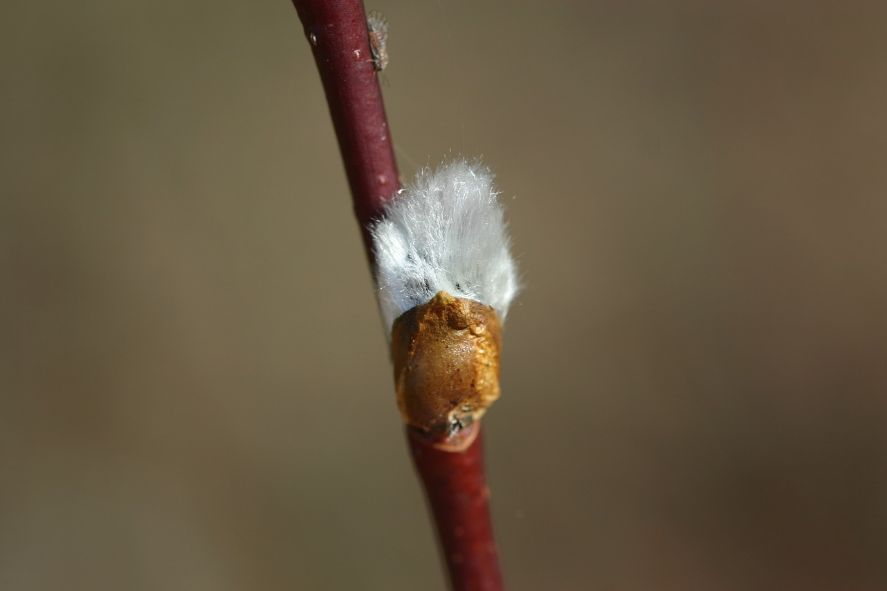 nature close-up pajunk free photo