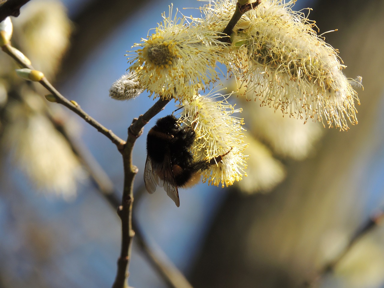 nature insect tree free photo