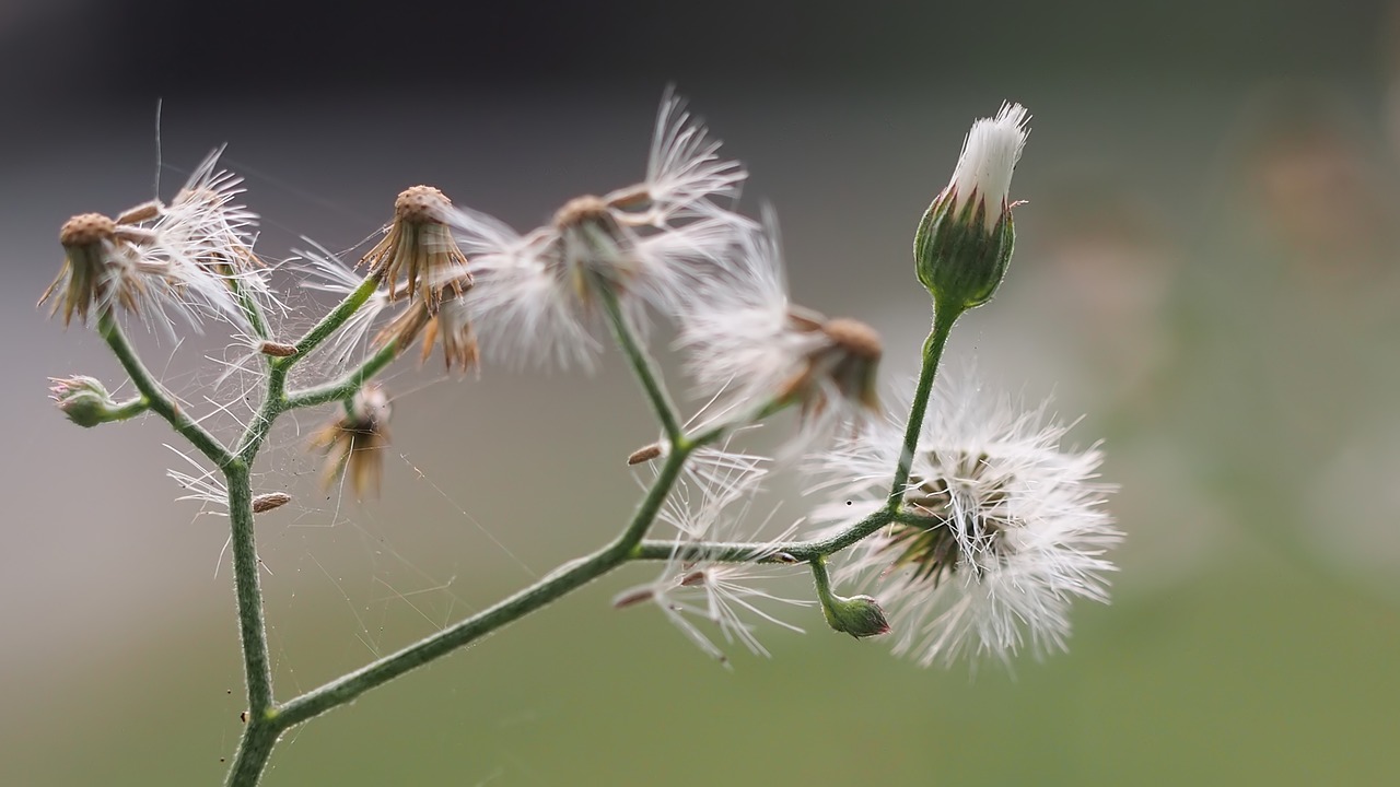 nature flower flora free photo