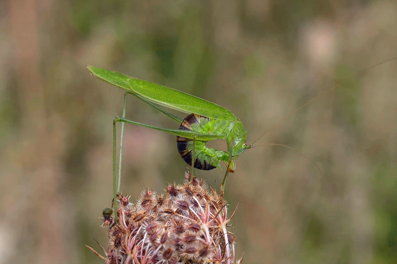 nature animal world insect free photo