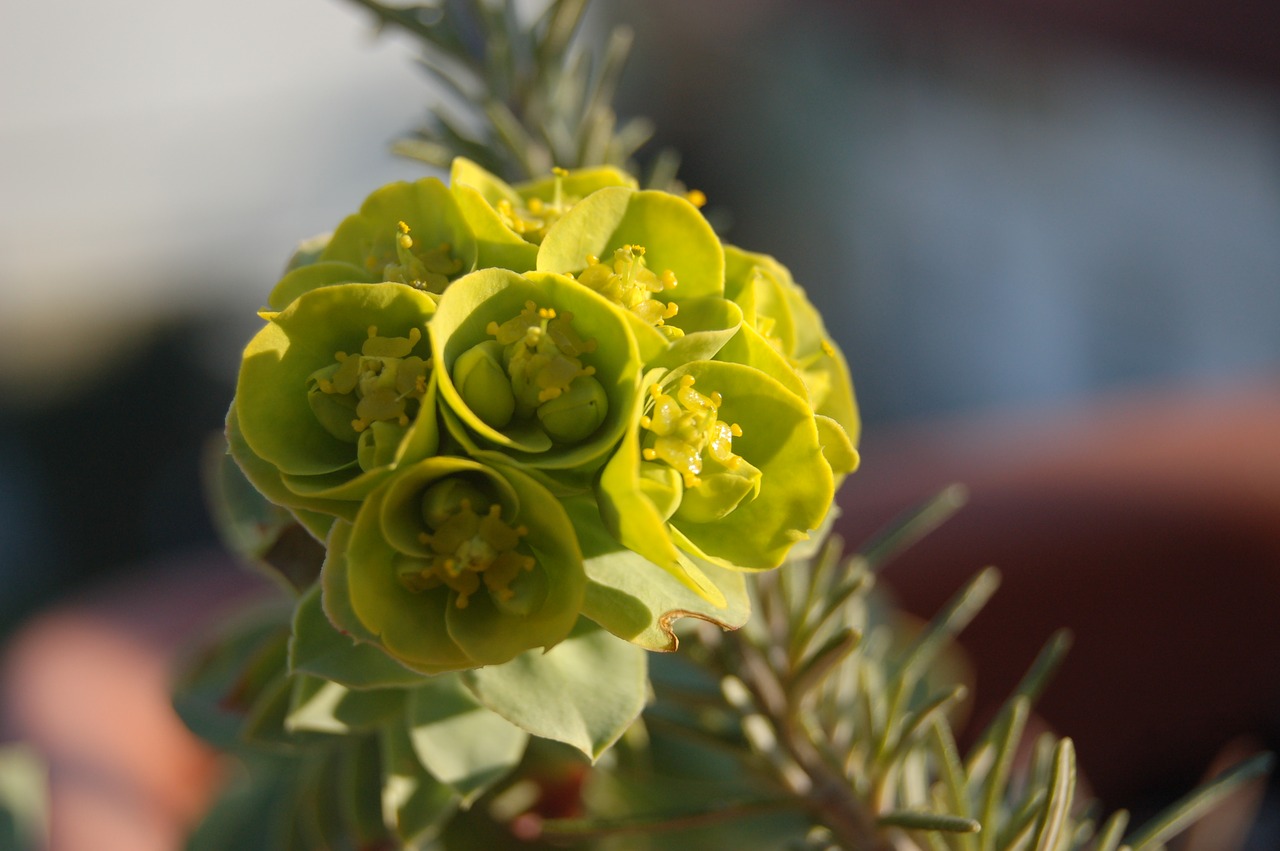 nature yellow flower succulent plant free photo