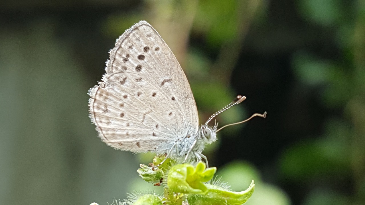 nature insects butterfly free photo