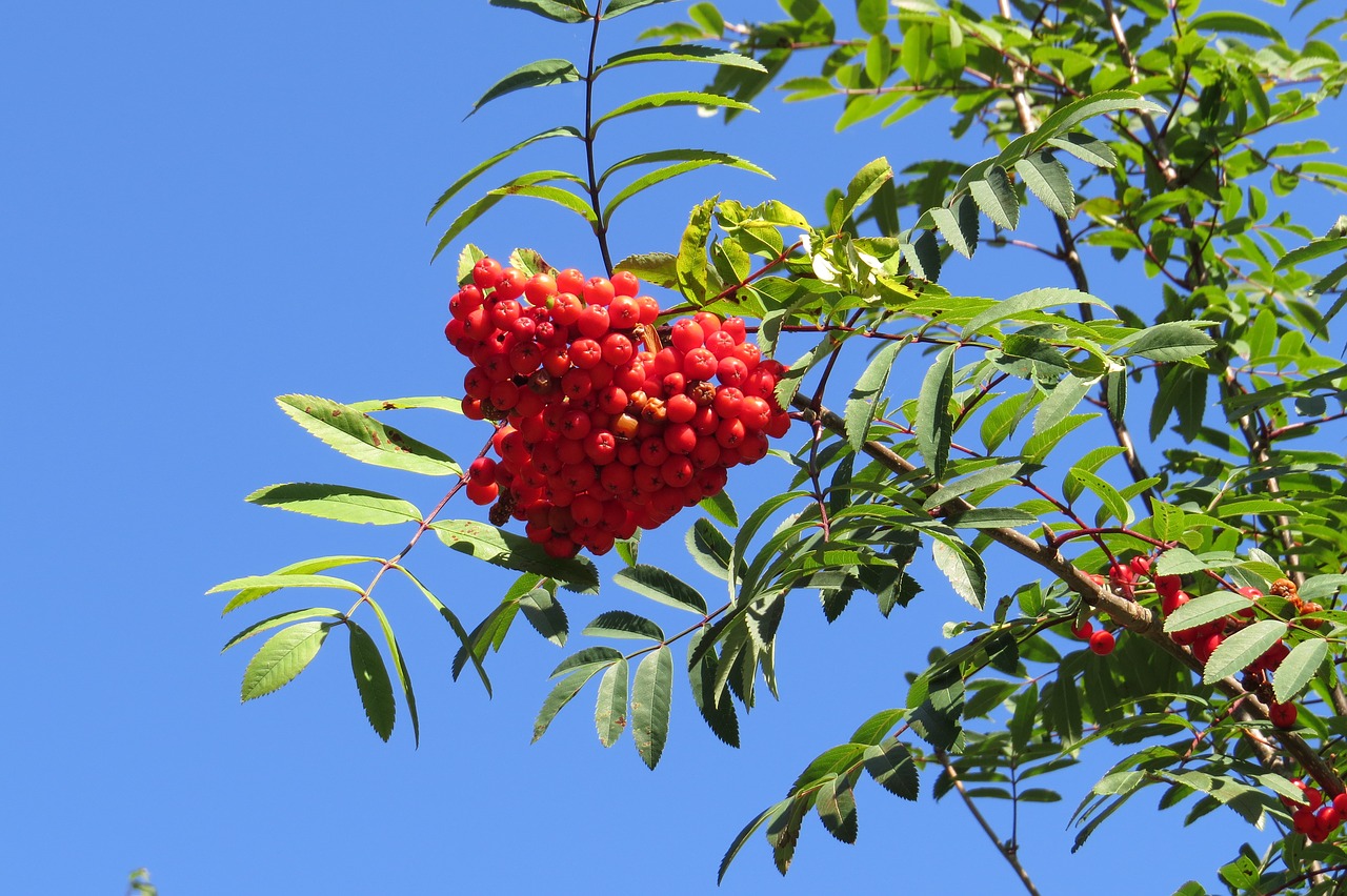 nature tree fruit free photo