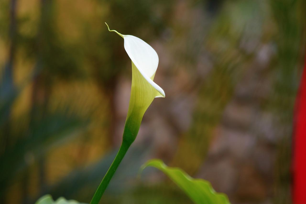 nature flower plant free photo