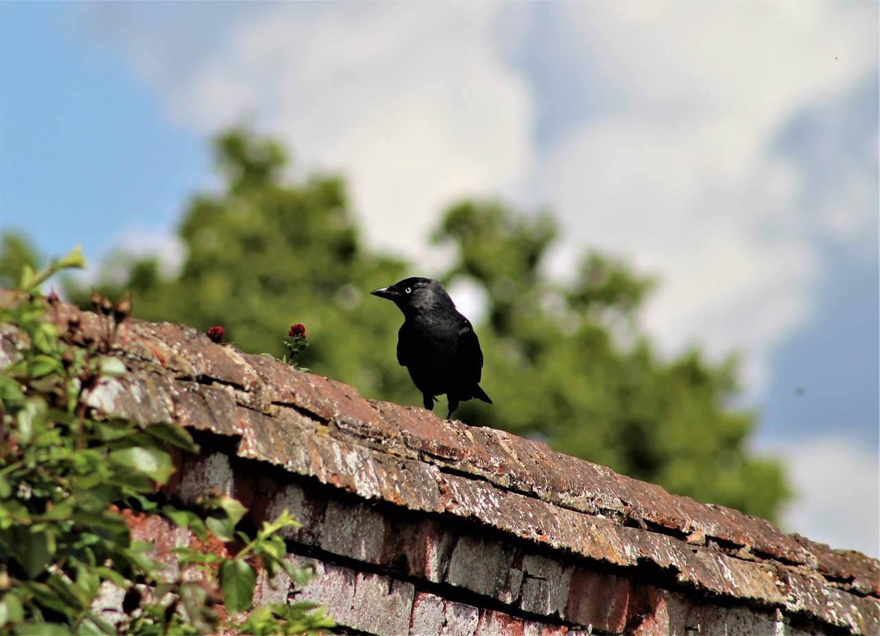 nature bird outdoors free photo