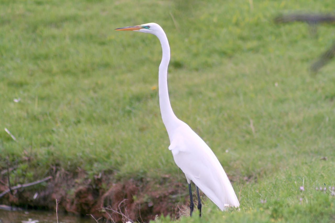 nature wildlife bird free photo