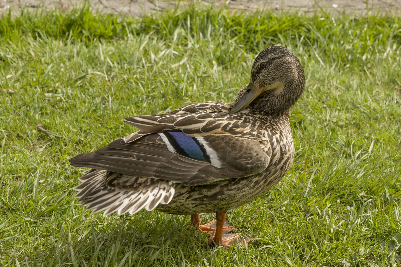 nature bird grass free photo